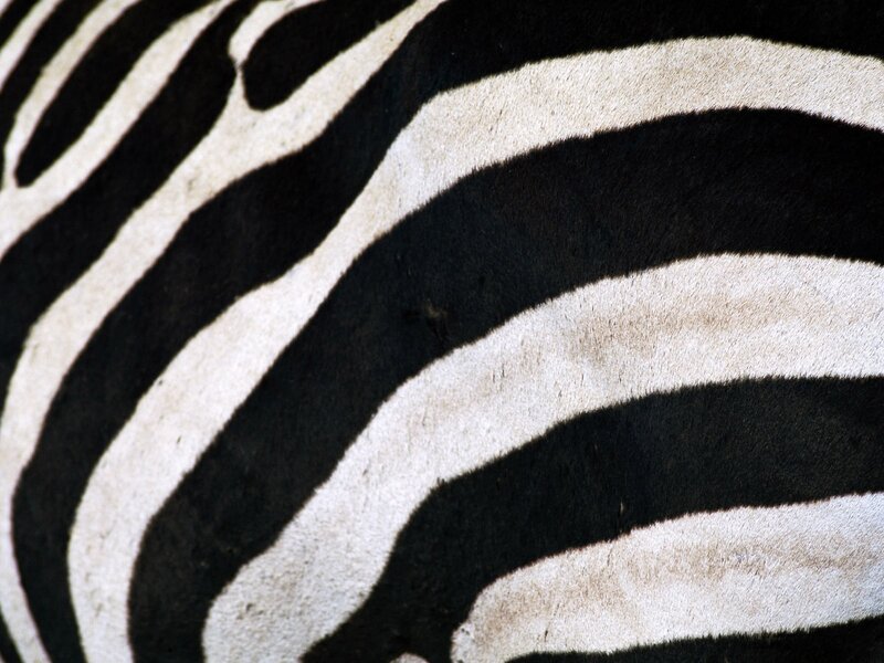 zebra stripe pattern