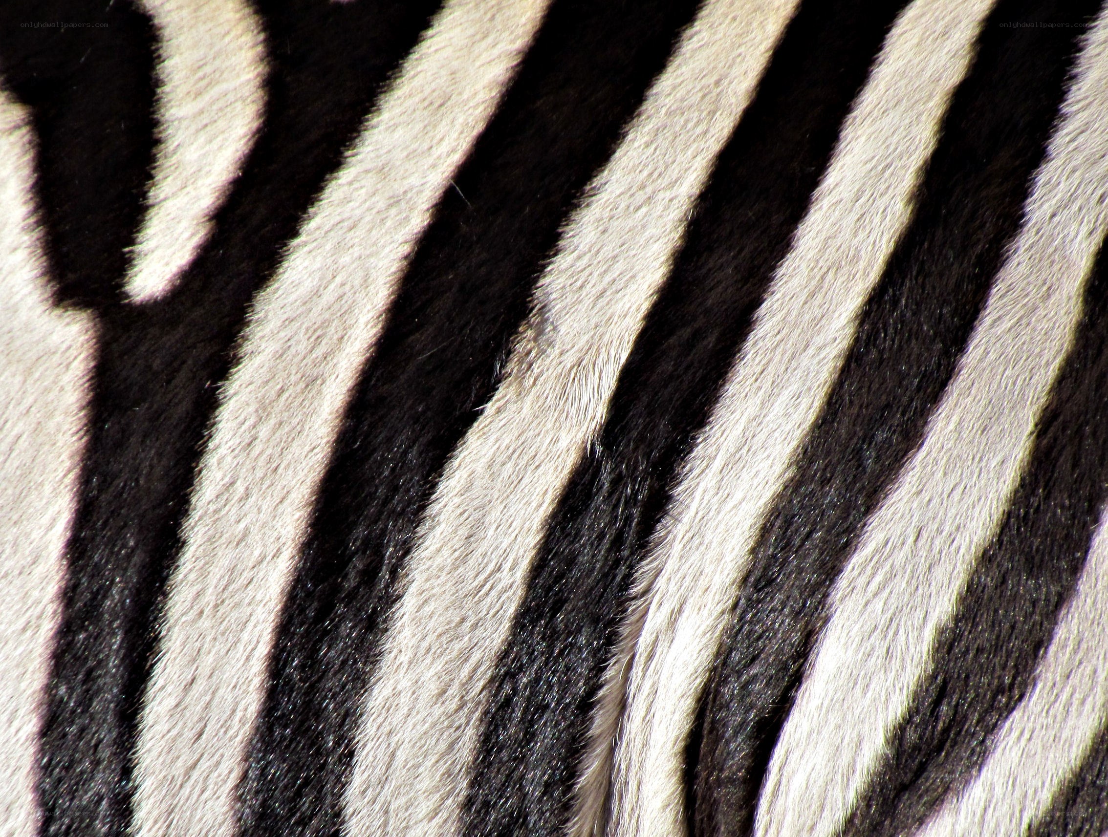 zebra stripe pattern