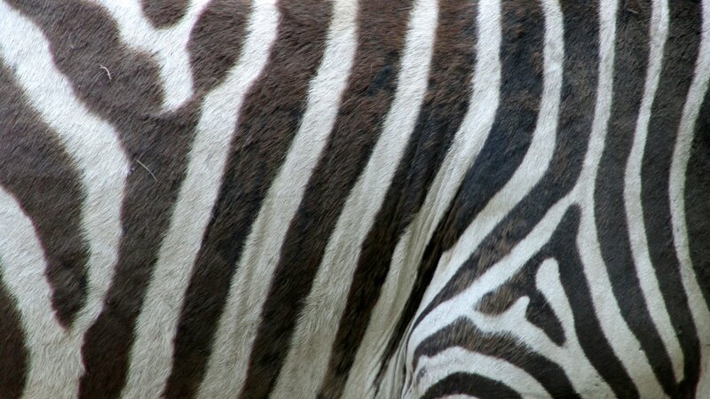 zebra stripe pattern