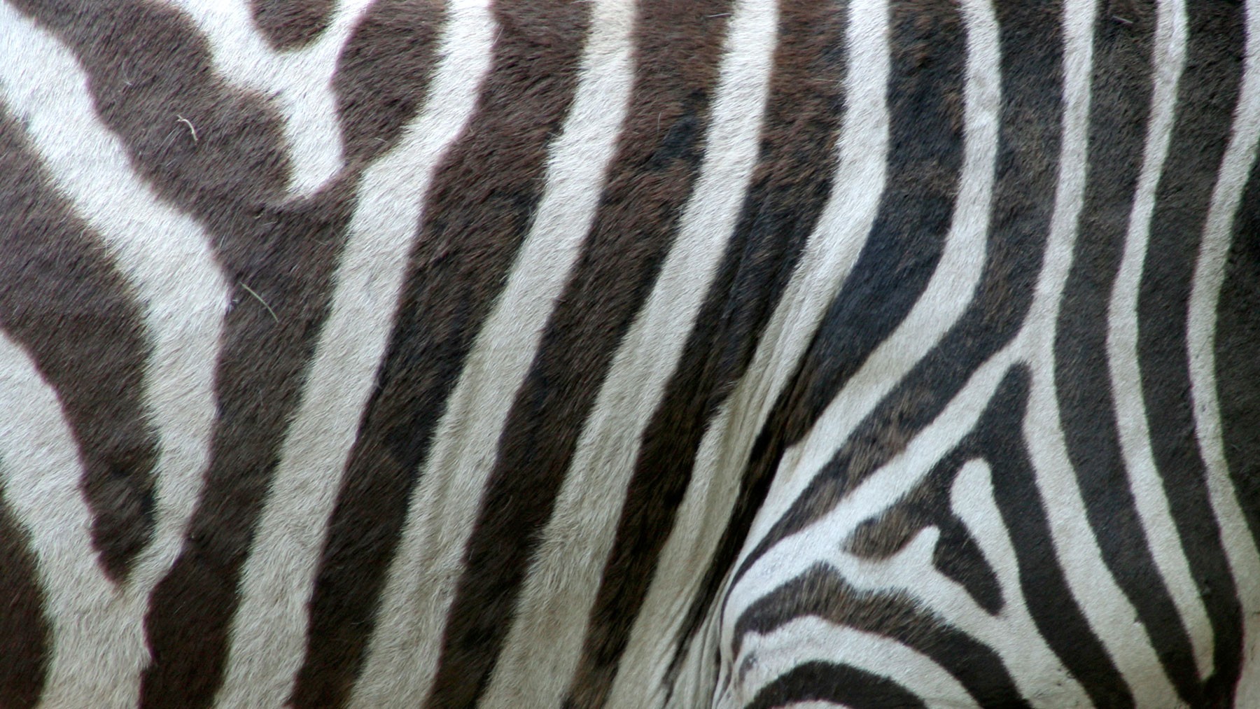zebra stripe pattern