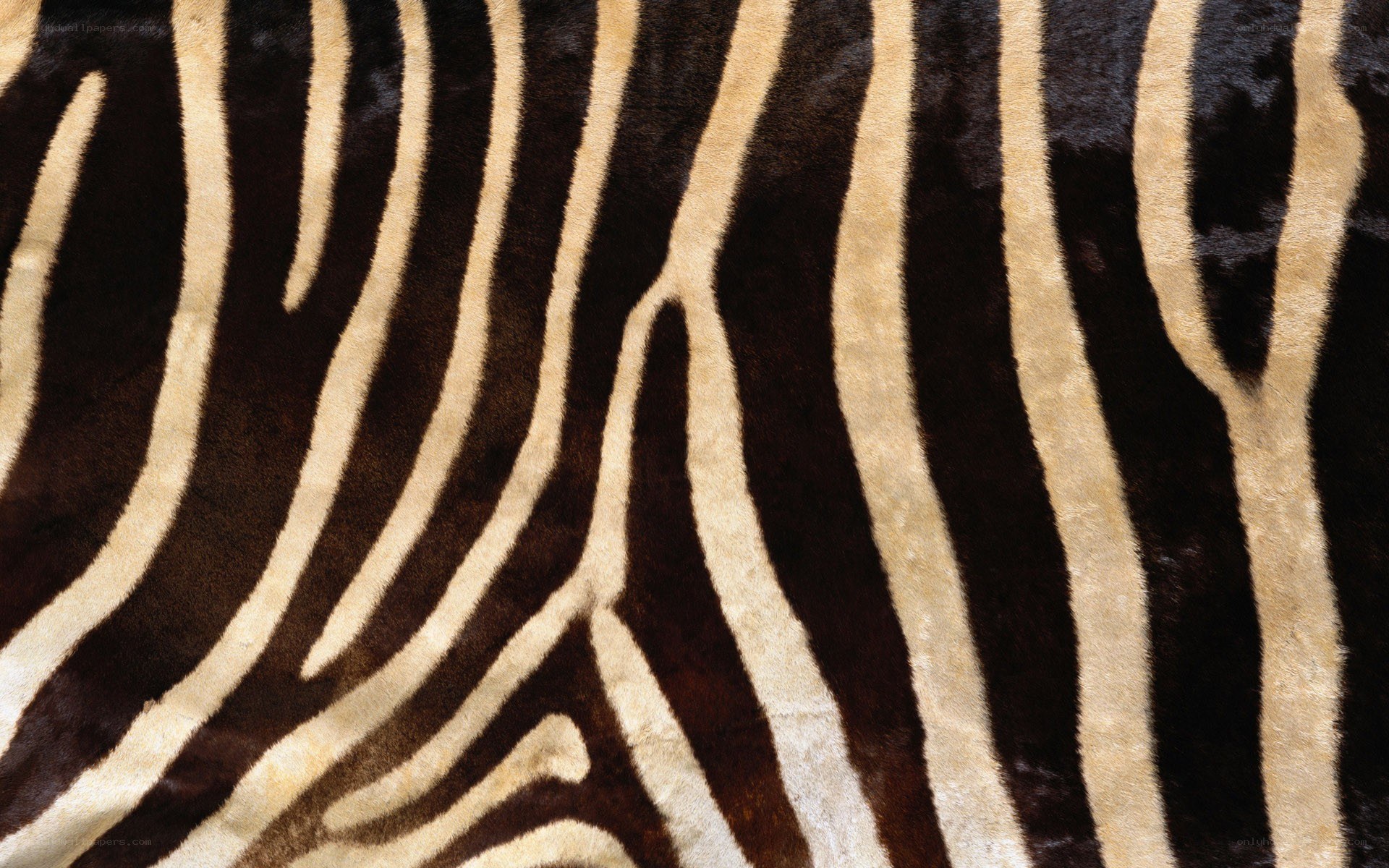 zebra stripe pattern