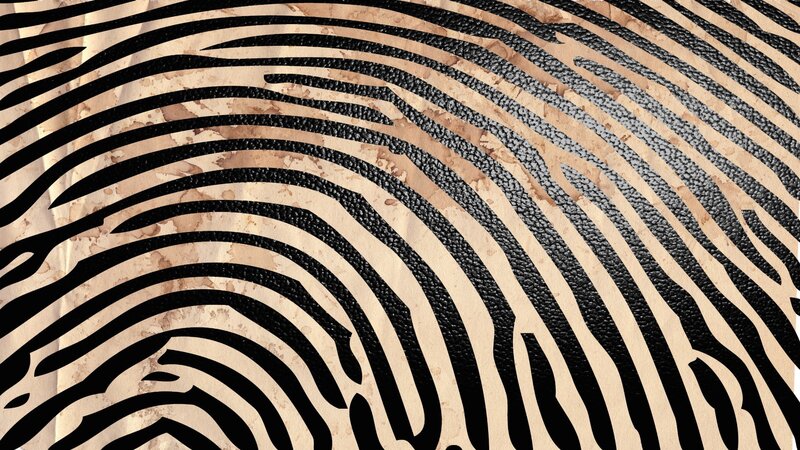 zebra stripe pattern design