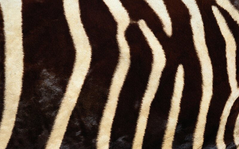 zebra stripe pattern