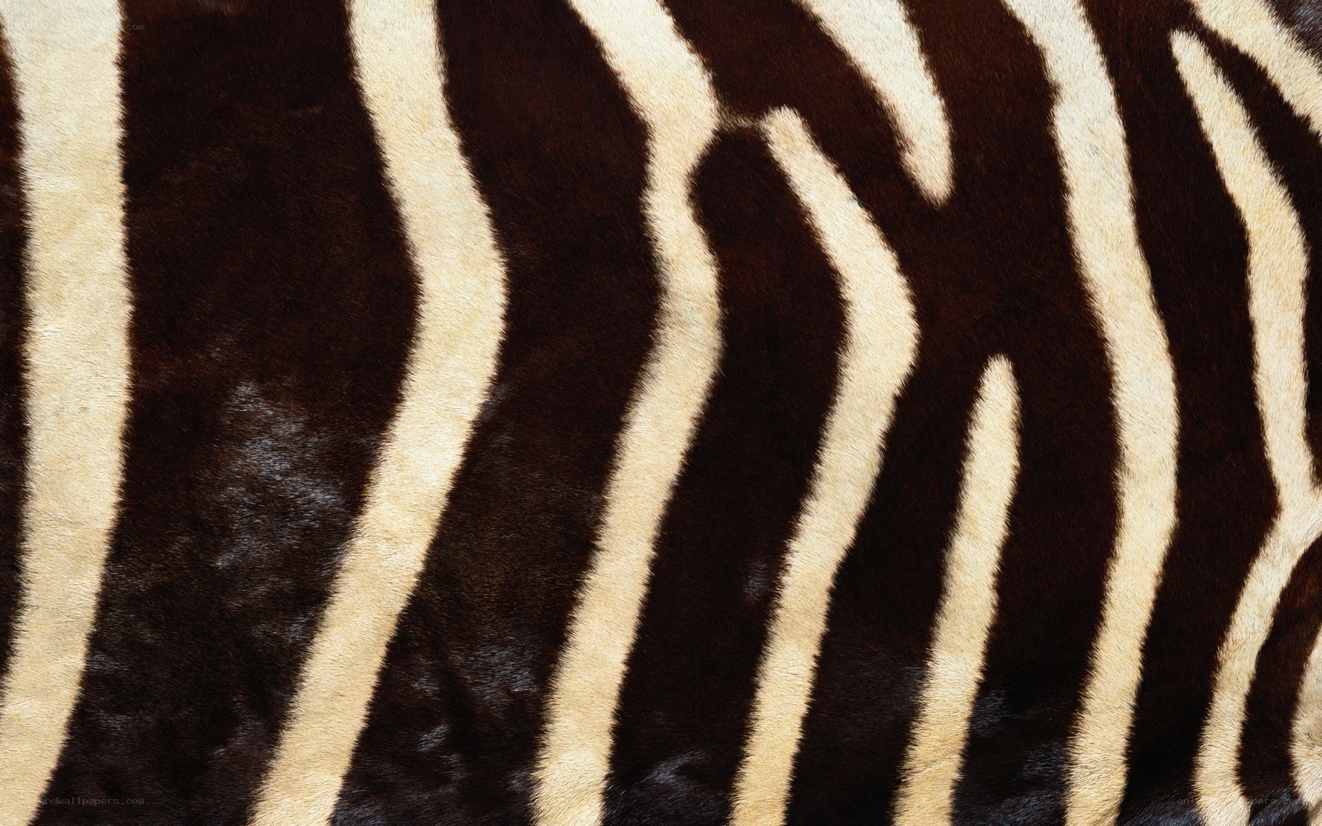 zebra stripe pattern