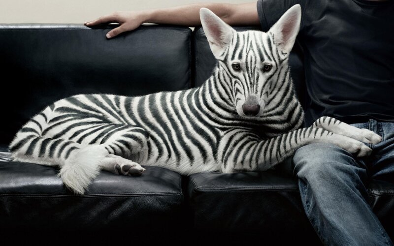 Zebra-striped Dog — Black