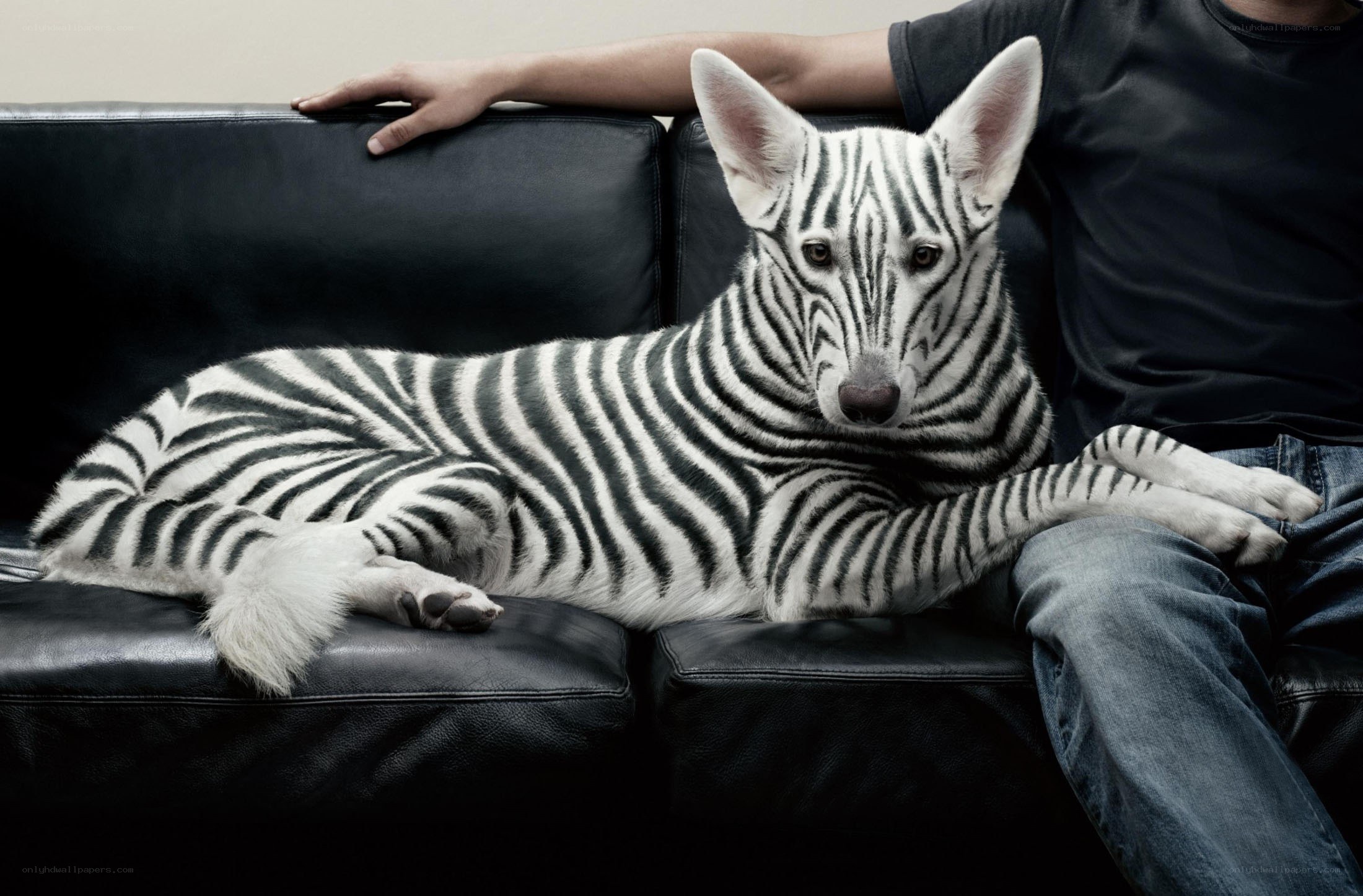 zebra-striped dog on couch