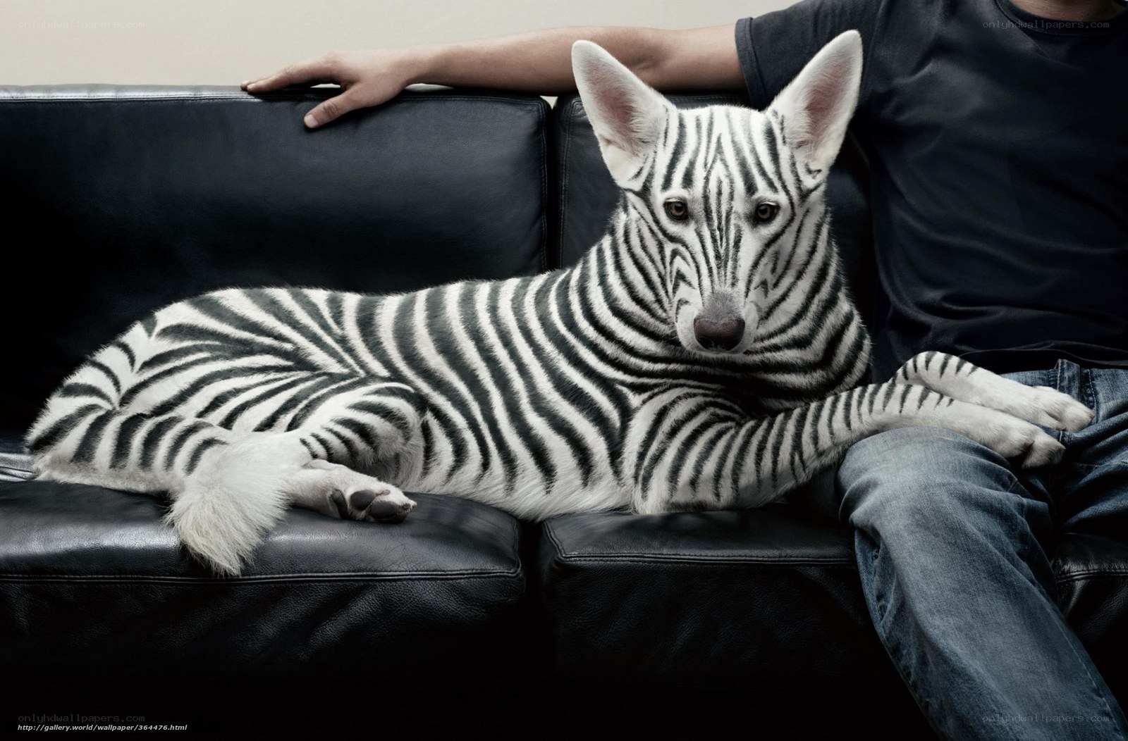 zebra-striped dog on couch