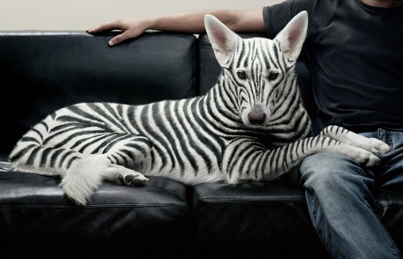 Zebra-striped Dog