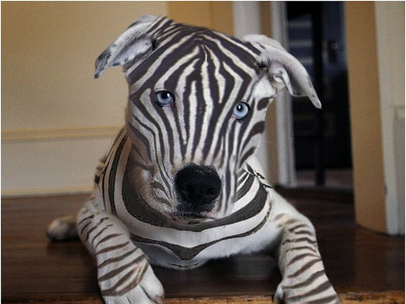 Zebra-striped Puppy