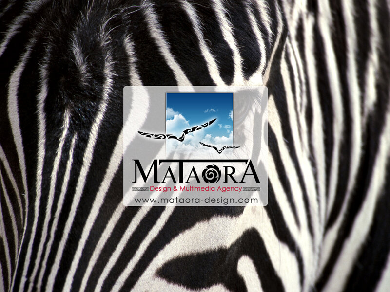 Zebra Stripes Close-up