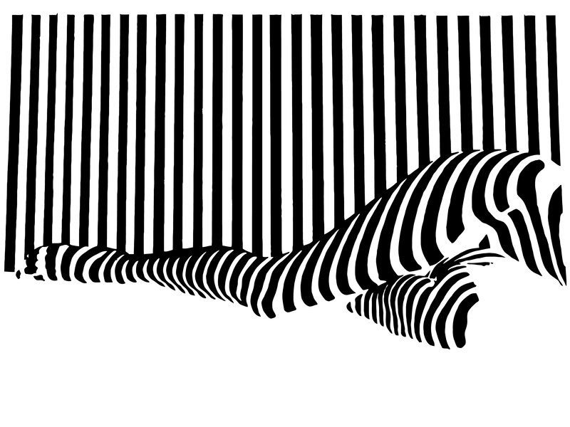 zebra stripes optical illusion