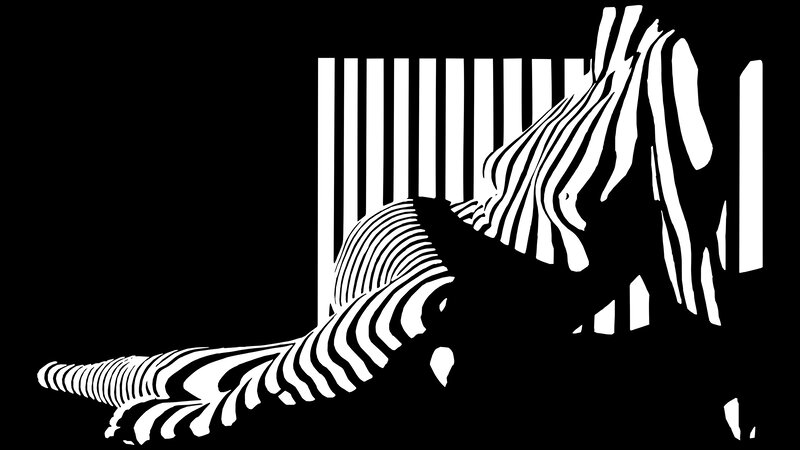 zebra stripes optical illusion