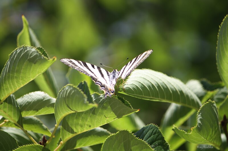 Zebra Swallowtail Butterfly — Green