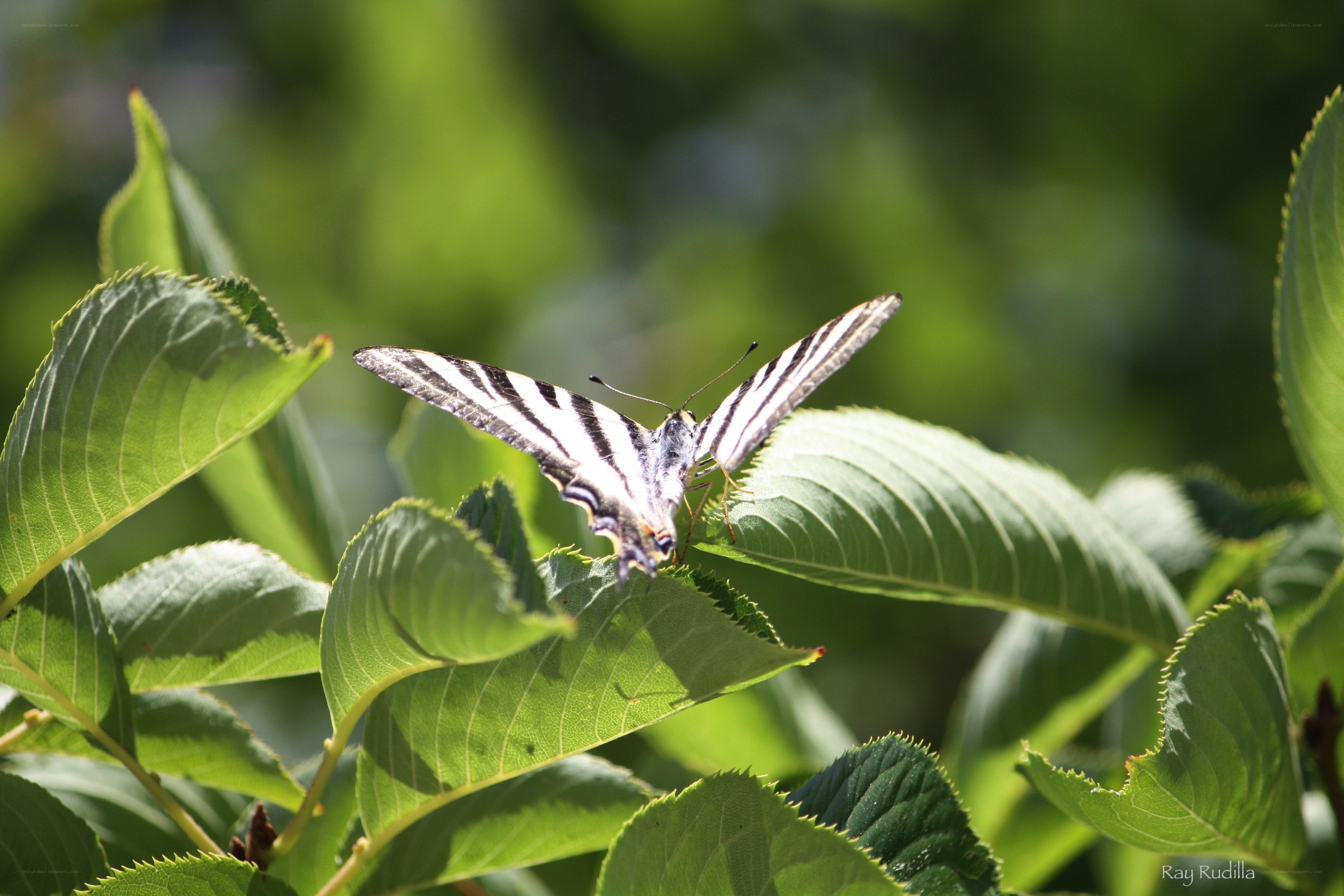 Zebra swallowtail butterfly on leaf