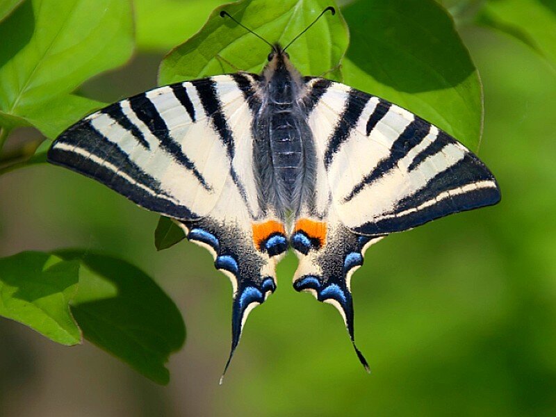 Zebra Swallowtail butterfly