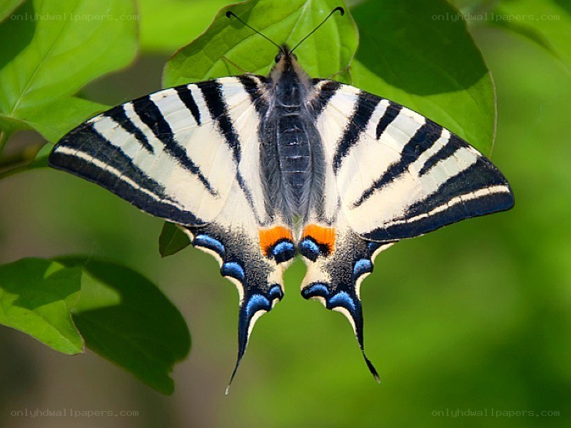 Zebra Swallowtail butterfly
