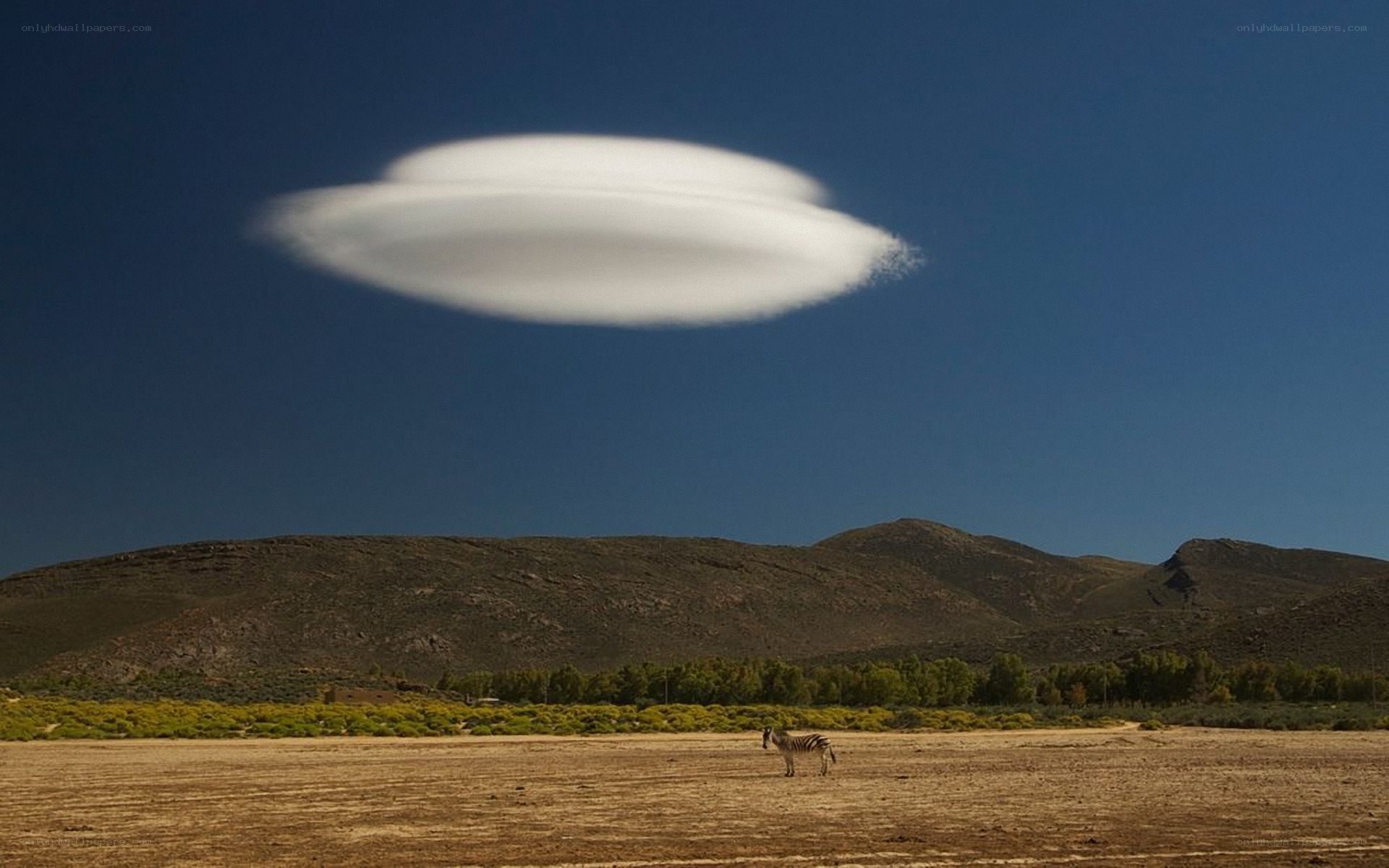 zebra under lenticular cloud