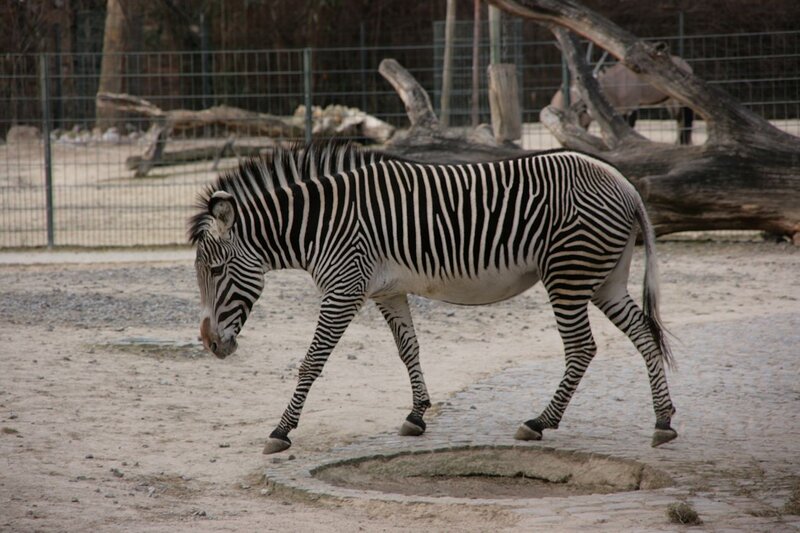 Zebra Walking in Enclosure — Black