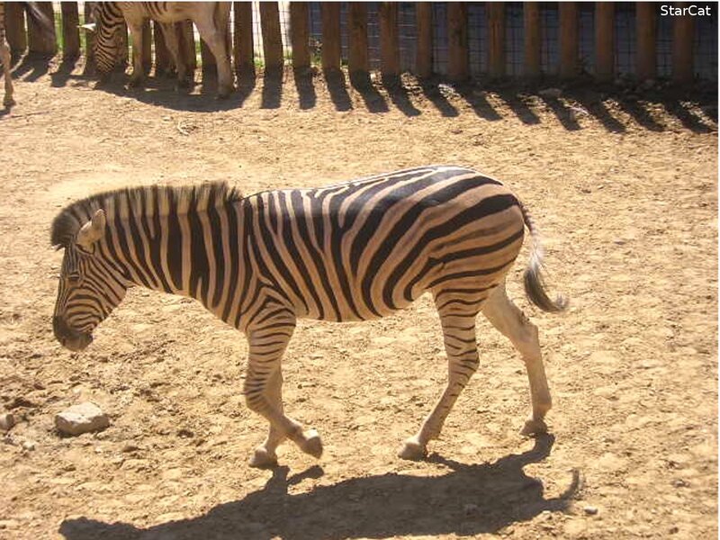 zebra walking in enclosure