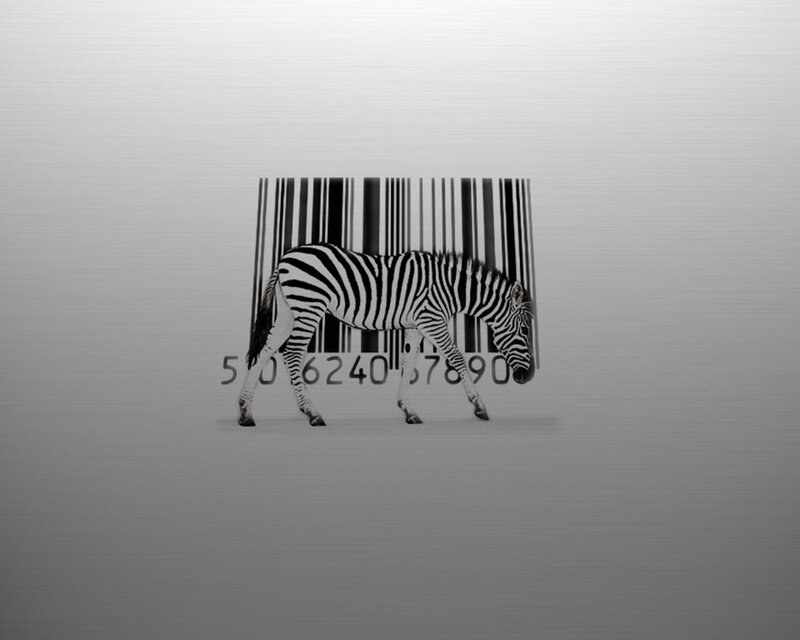 Zebra Walking
