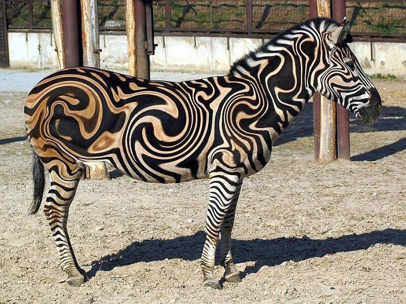 zebra with artistic stripes
