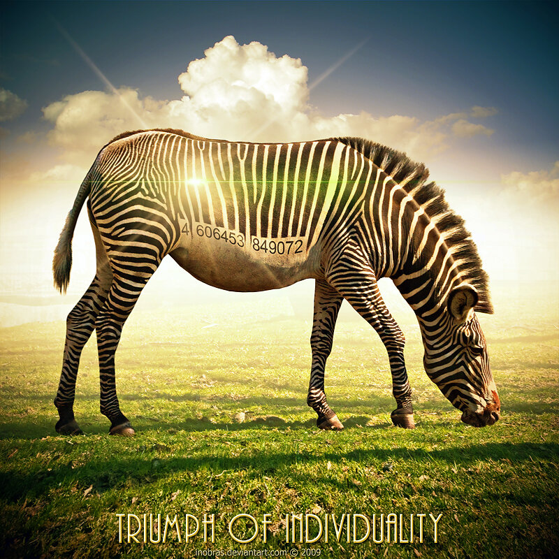 zebra with barcode