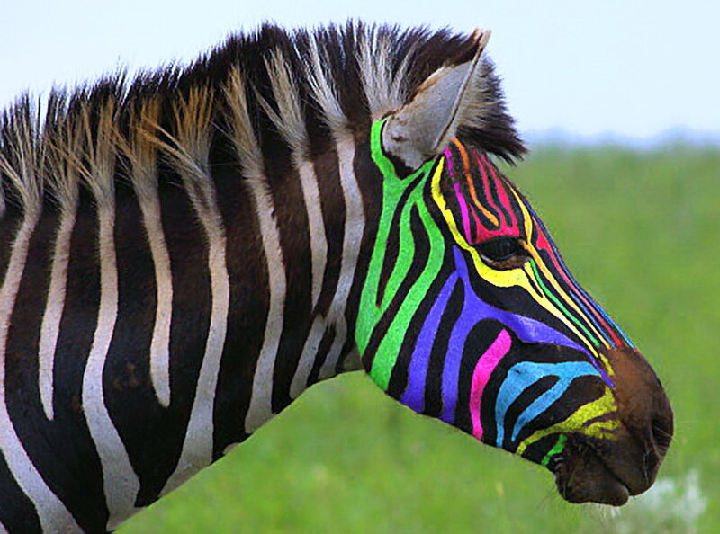 Zebra with Colorful Face Paint