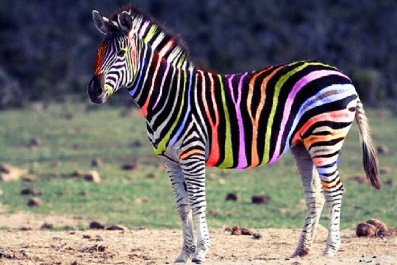 Zebra with Colorful Stripes — Black
