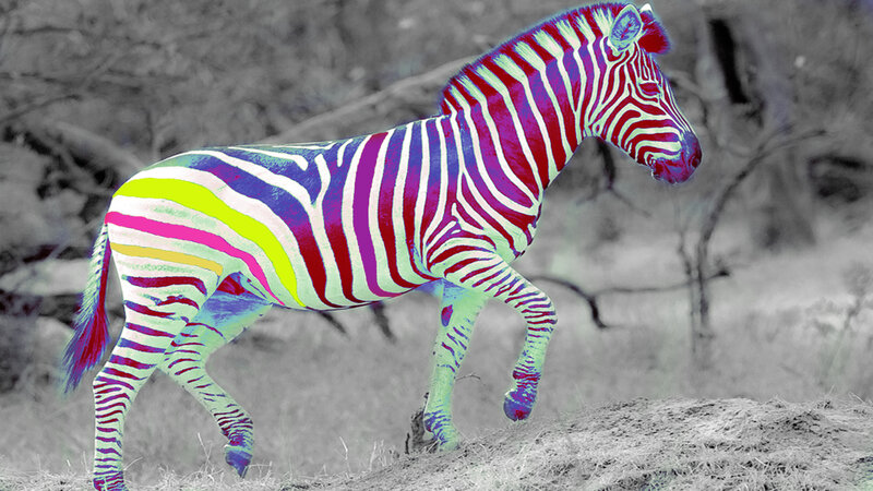 Zebra with Colorful Stripes — Purple