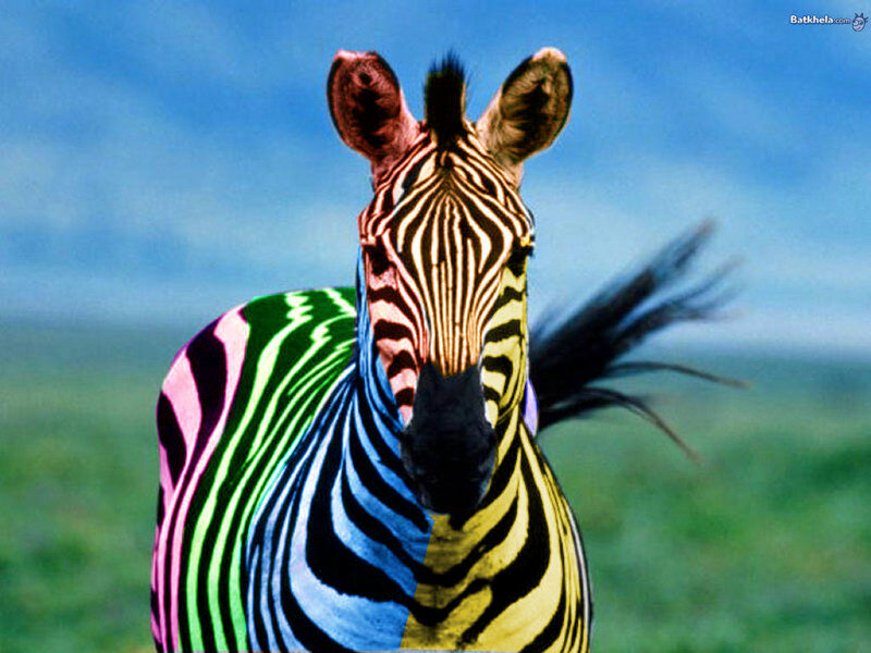 Zebra with Colorful Stripes