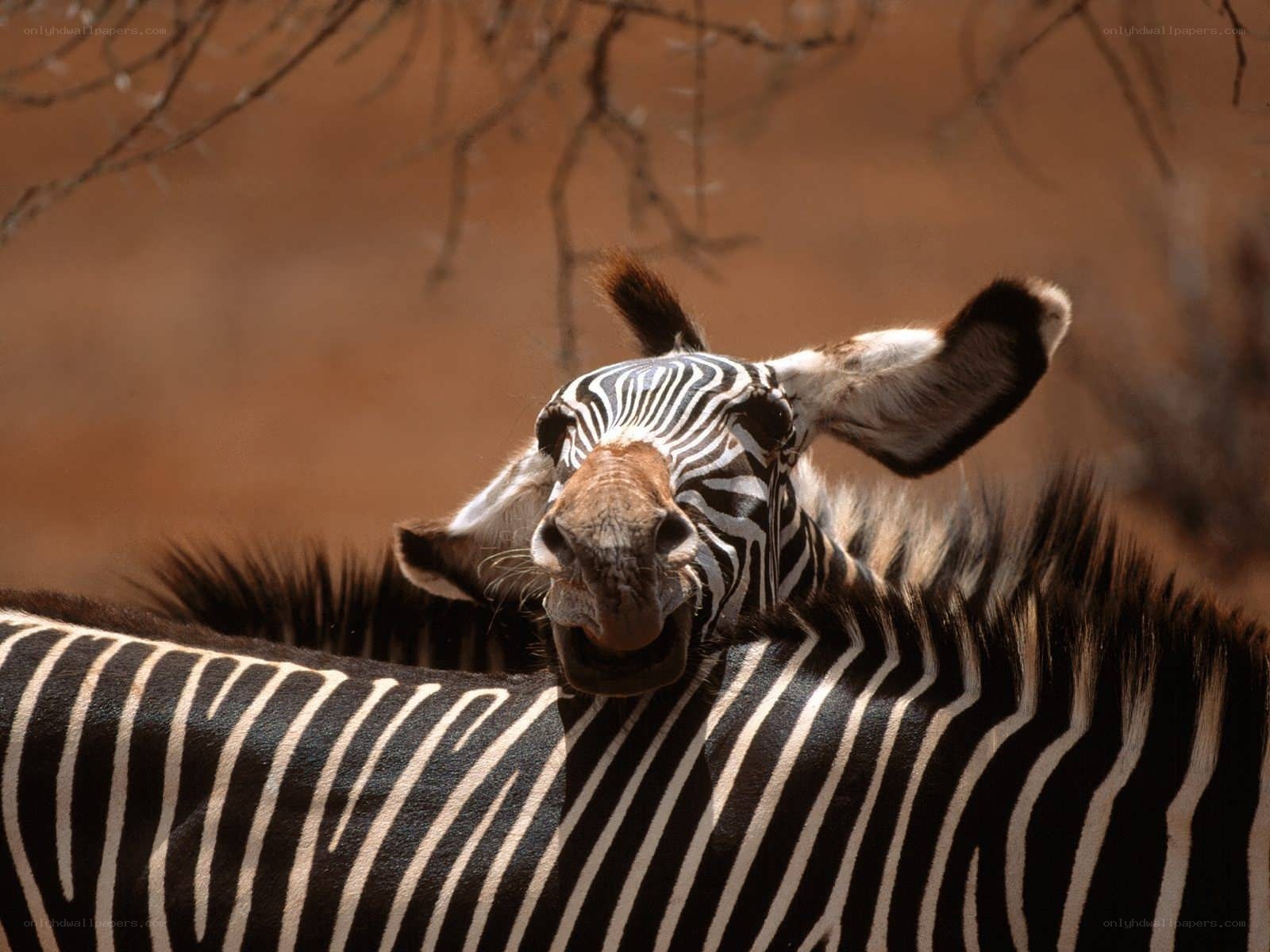 zebra with curious expression
