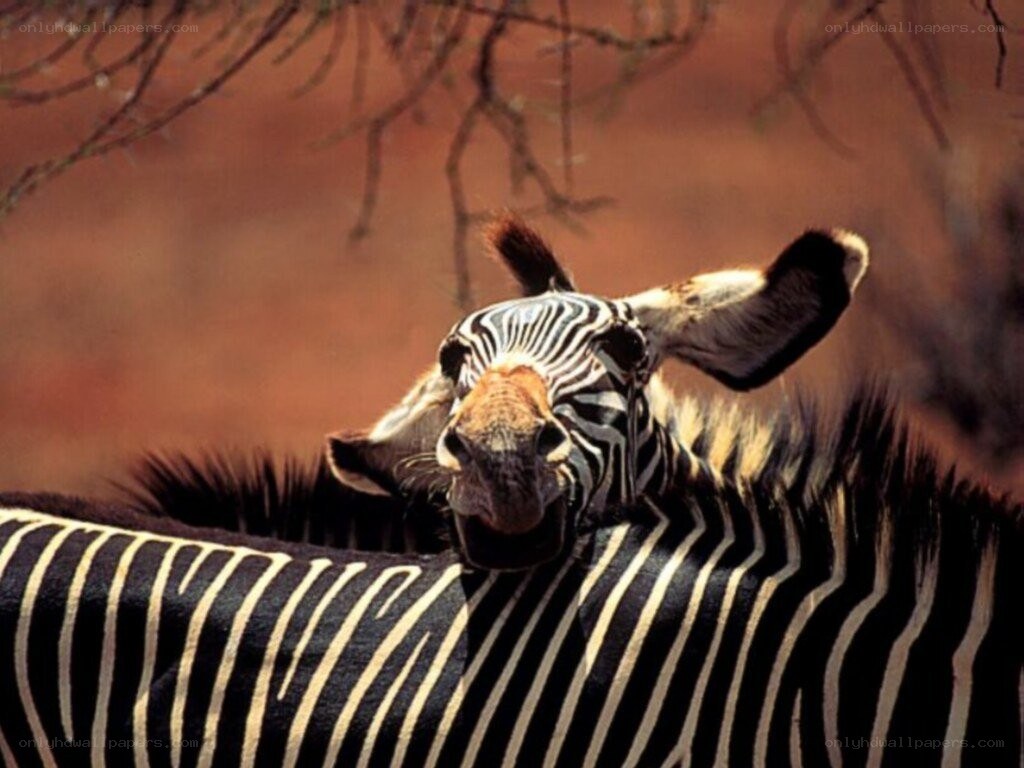 zebra with head over back