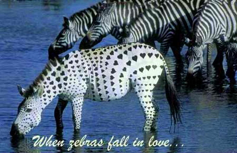 Zebra with Heart Patterns