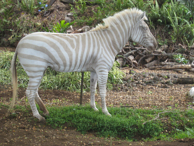 zebra with light stripes