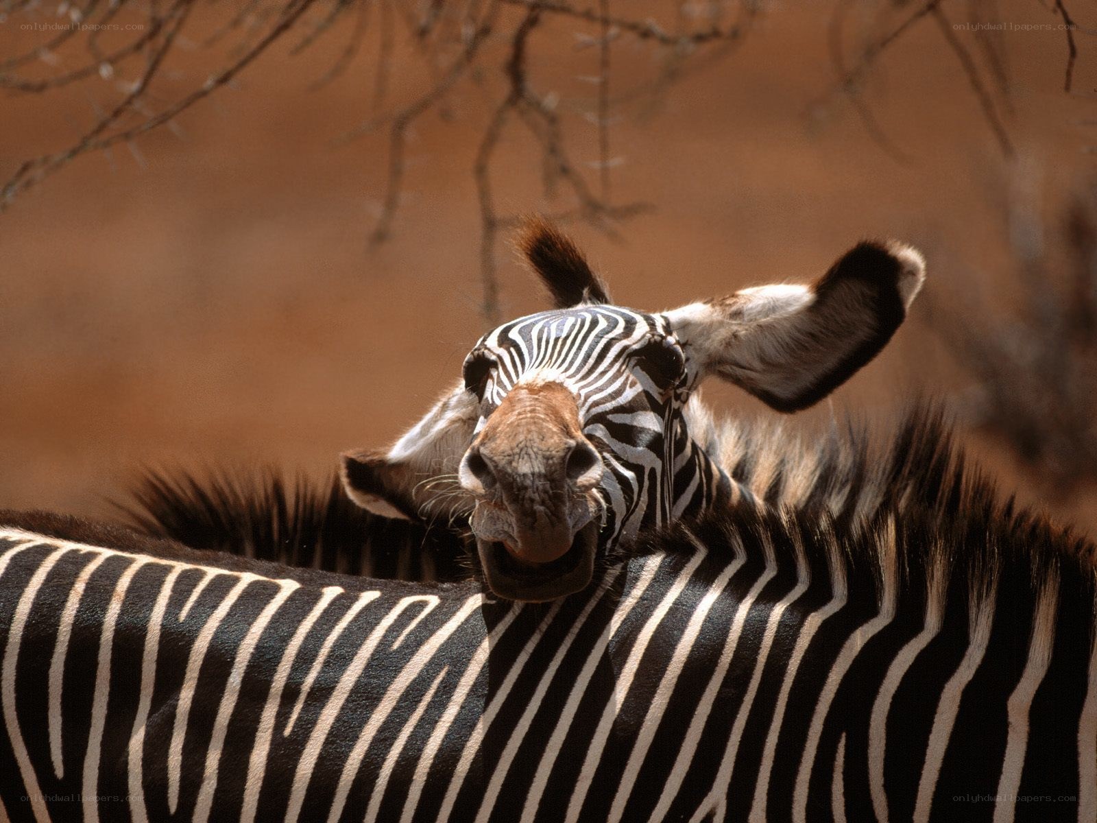 zebra with open mouth