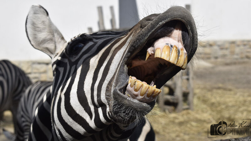 Zebra with Open Mouth — Black, Neutral