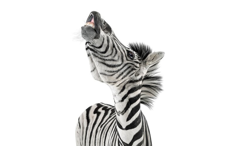 Zebra with Open Mouth — Black