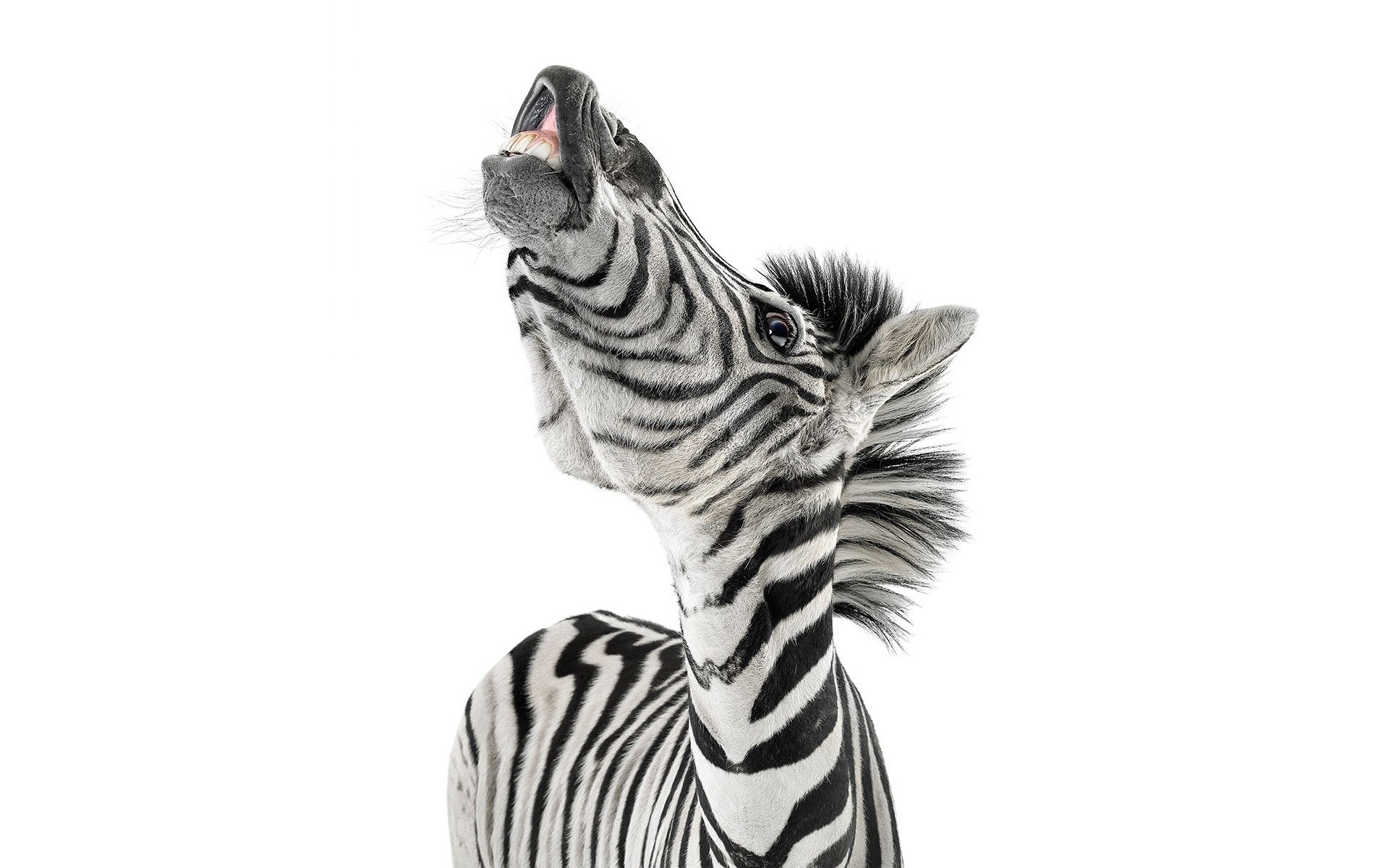 zebra with open mouth
