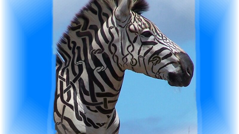 Zebra with Patterned Stripes