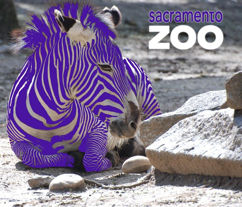Zebra with Purple Stripes