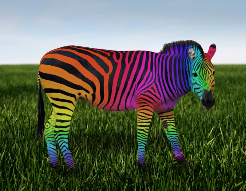 Zebra with Rainbow Stripes