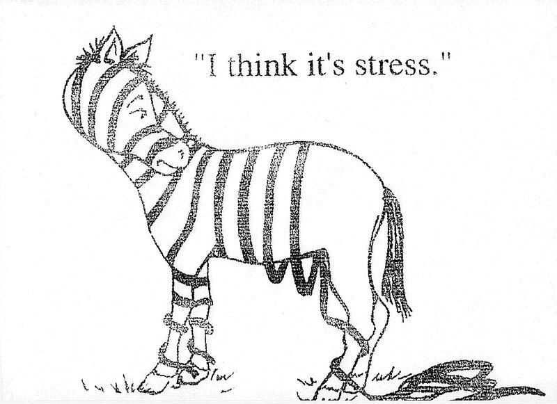 zebra with stress quote