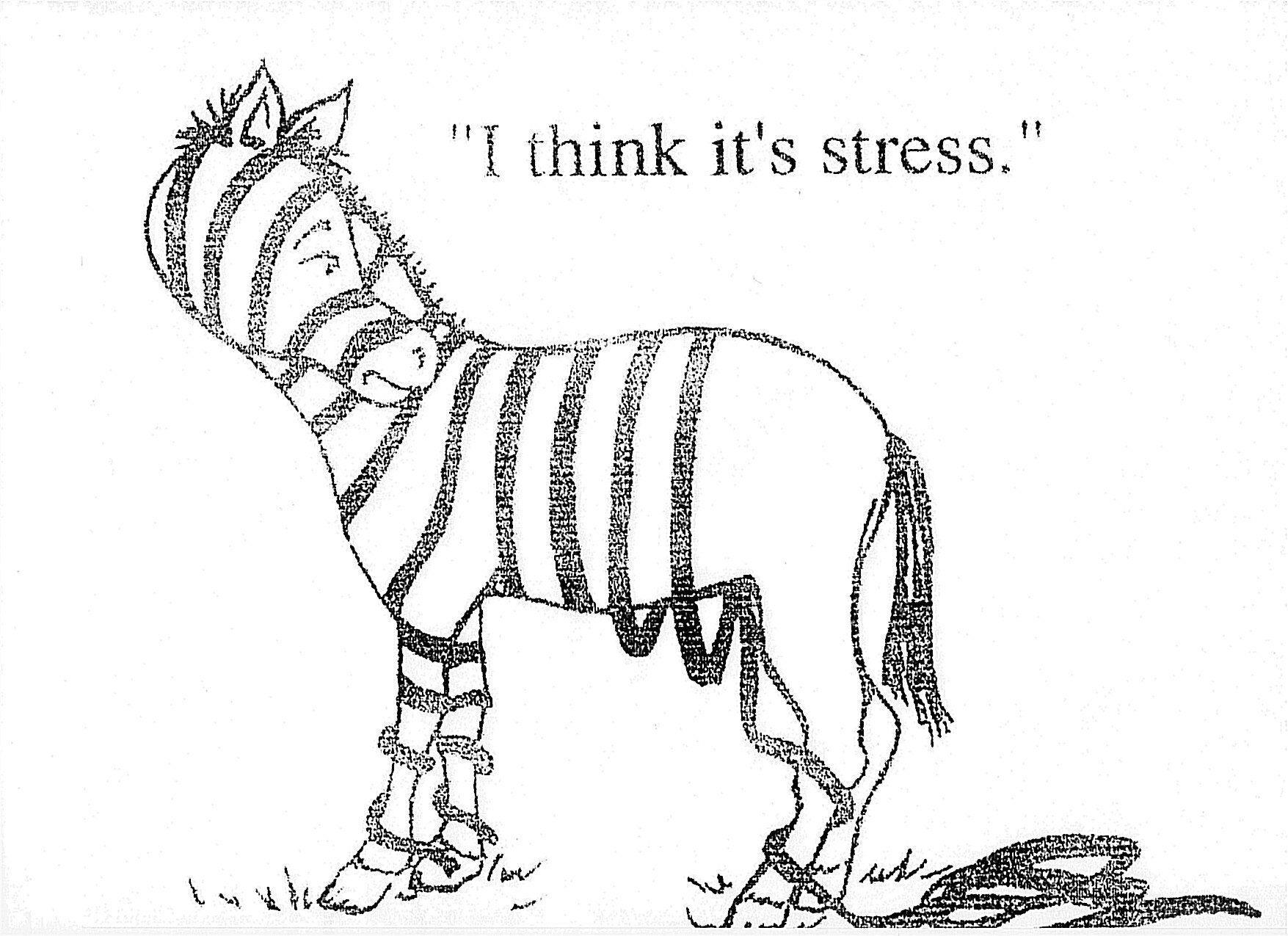 zebra with stress quote