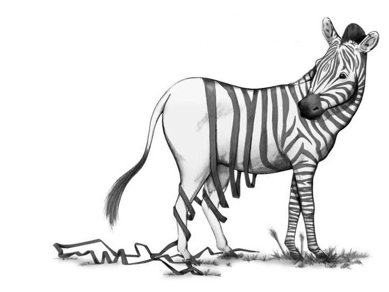 Zebra with Torn Stripes