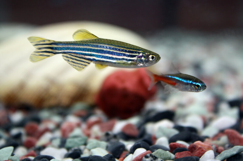 Zebrafish in aquarium