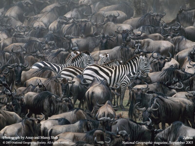 Zebras Among Wildebeests — Black