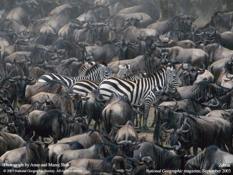 Zebras among wildebeests
