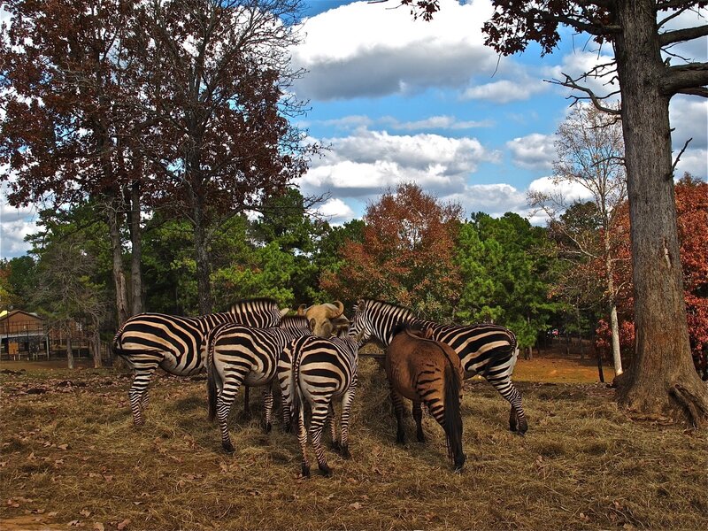 Zebras and a horse in a field