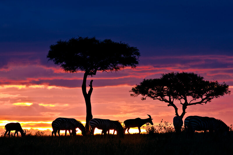 Zebras and Antelope at Sunset
