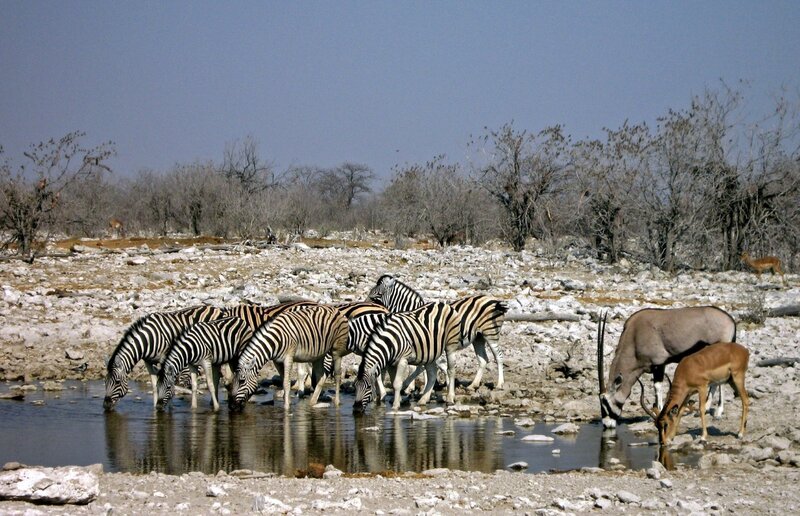 Zebras and antelopes at a waterhole